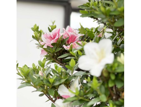 Rhododendron Indicum Kahoku-no-Tsuki - Azalée - 85 cm