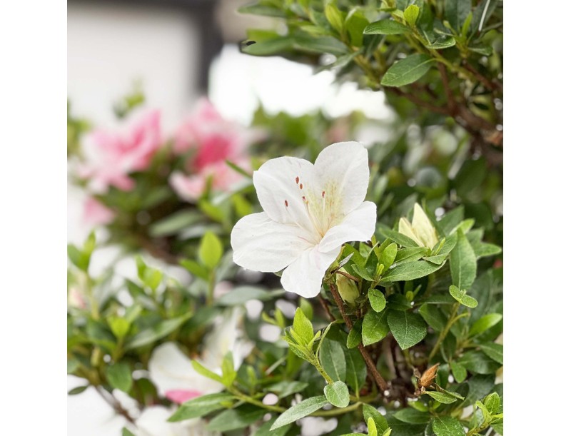 Rhododendron Indicum Kahoku-no-Tsuki - Azalea - 85 cm