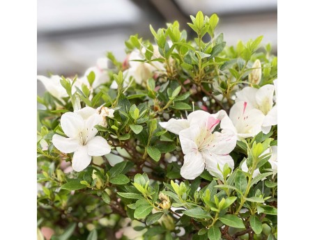 Rhododendron Indicum Kahoku-no-Tsuki - Azalée - 85 cm