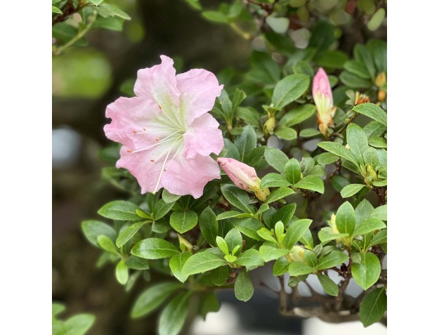Rhododendron Indicum Asahi-no-Izumi - Azalea - 86 cm 2