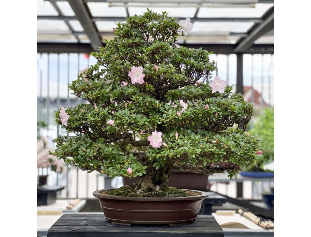 Rhododendron Indicum Asahi-no-Izumi - Azalée - 86 cm