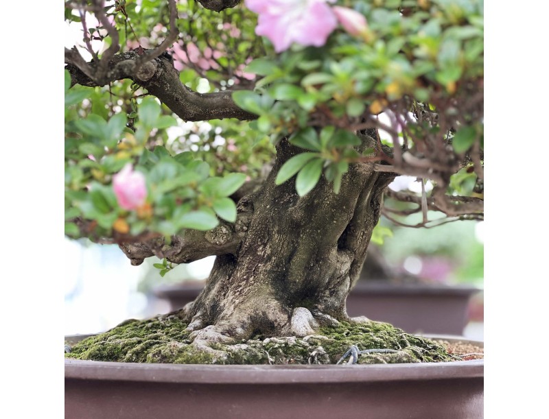Rhododendron Indicum Asahi-no-Izumi - Azalée - 86 cm