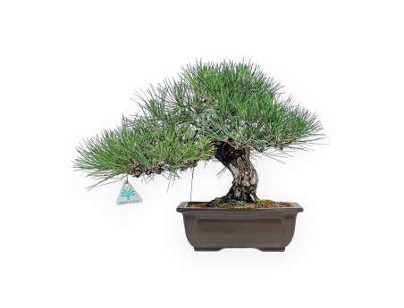 Pinus Thunbergii Shoryu - Pin Noir - 36 cm