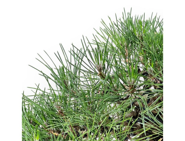 Pinus Thunbergii Shoryu - Zwarte den - 36 cm 2
