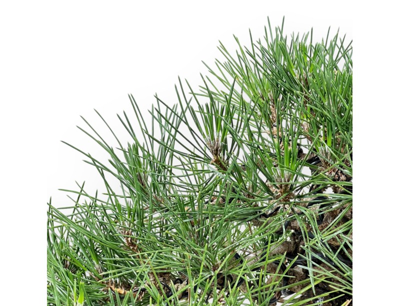 Pinus Thunbergii Shoryu - Pino Nero - 36 cm
