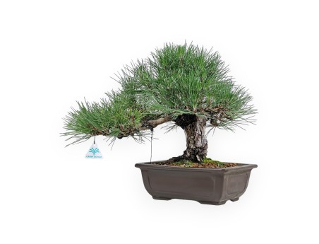 Pinus Thunbergii Shoryu - Zwarte den - 36 cm