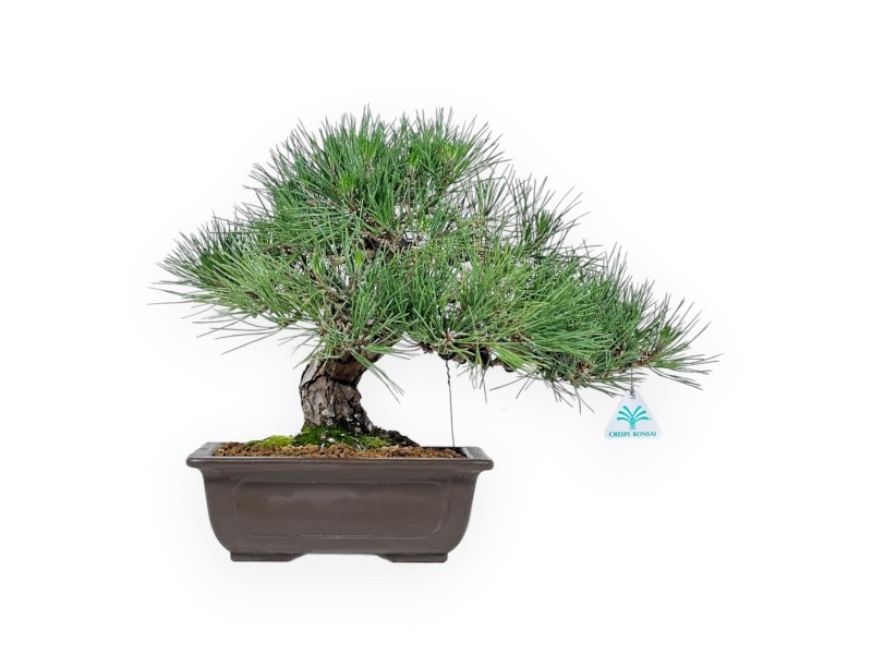 Pinus Thunbergii Shoryu - Black Pine - 36 cm
