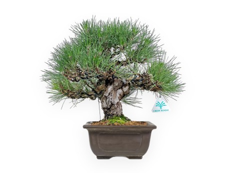 Pinus Thunbergii Shoryu - Black Pine - 36 cm