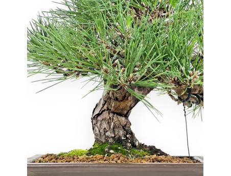 Pinus Thunbergii Shoryu - Pino Nero - 36 cm