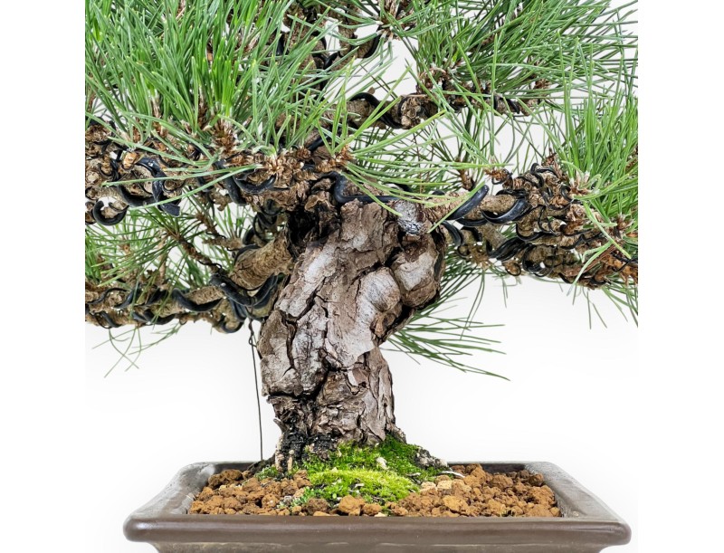 Pinus Thunbergii Shoryu - Schwarzkiefer - 36 cm