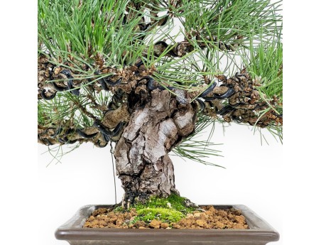 Pinus Thunbergii Shoryu - Zwarte den - 36 cm