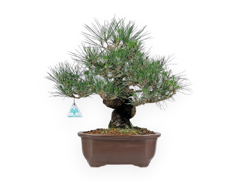 Pinus Thunbergii - Schwarzkiefer - 45 cm