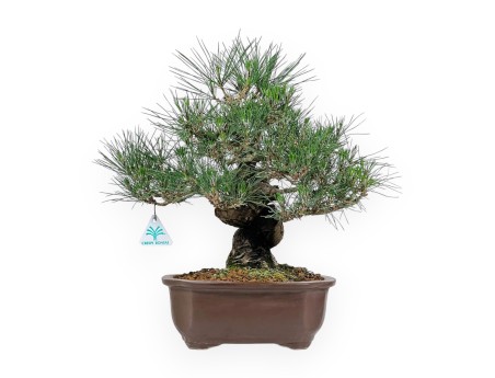 Pinus Thunbergii - Schwarzkiefer - 45 cm
