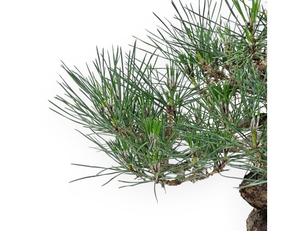 Pinus Thunbergii - Schwarzkiefer - 45 cm 2