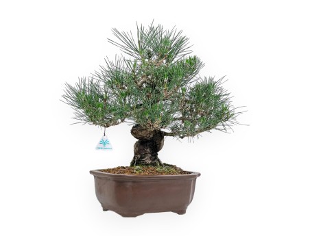 Pinus Thunbergii - Pino Nero - 45 cm