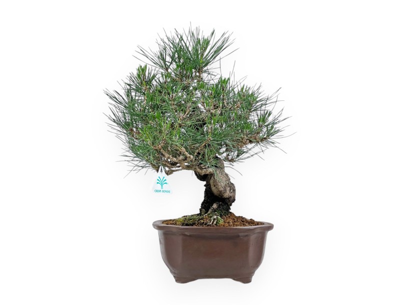 Pinus Thunbergii - Black Pine - 45 cm
