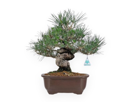 Pinus Thunbergii - Pino Nero - 45 cm