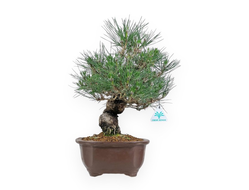 Pinus Thunbergii - Pino negro - 45 cm