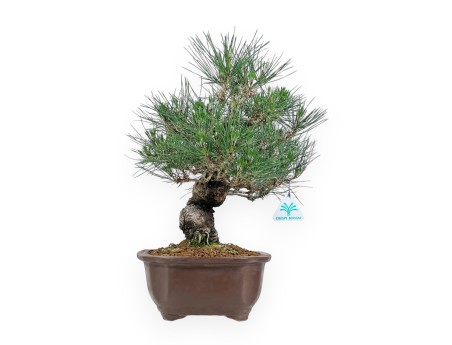 Pinus Thunbergii - Black Pine - 45 cm