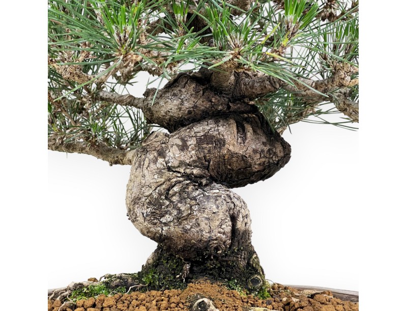 Pinus Thunbergii - Schwarzkiefer - 45 cm