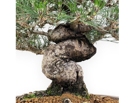 Pinus Thunbergii - Black Pine - 45 cm