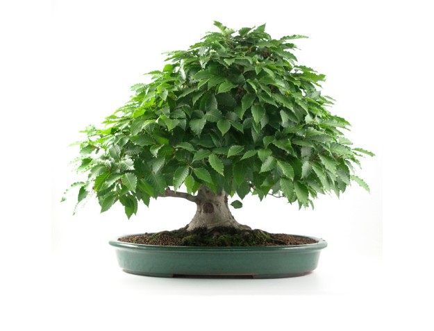 Fagus crenata - 60 cm
