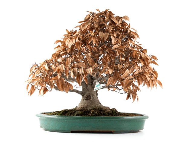Fagus crenata - Japanese beech - 60 cm 2