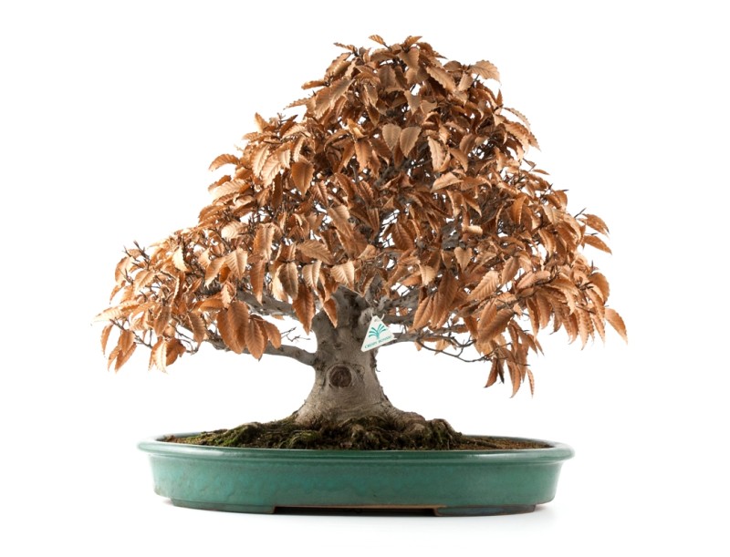Fagus crenata - 60 cm