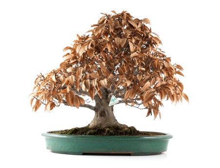 Fagus crenata - 60 cm