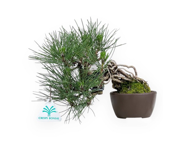 Pinus Thunbergii - Zwarte den - 21 cm