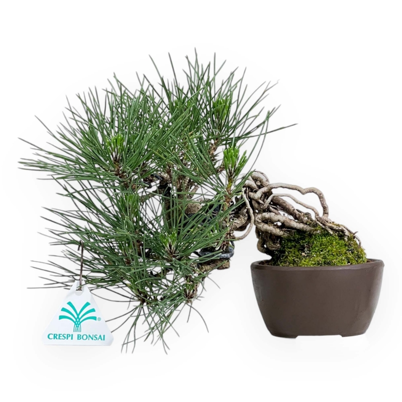 Pinus Thunbergii - Pino Nero - 21 cm