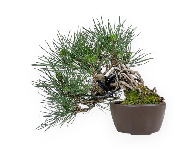Pinus Thunbergii - Pino Nero - 21 cm 2