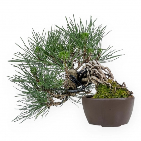 Pinus Thunbergii - Pino Nero - 21 cm