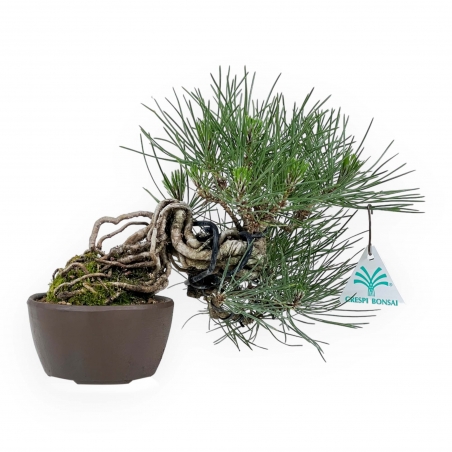 Pinus Thunbergii - Black Pine - 21 cm