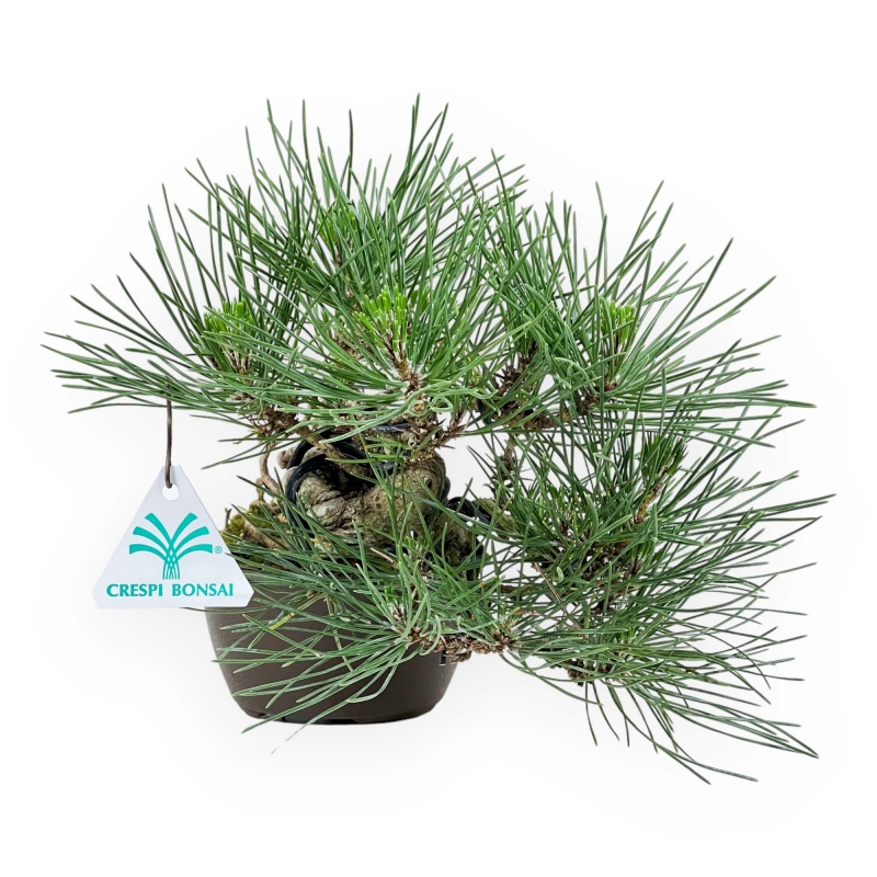 Pinus Thunbergii - Schwarzkiefer - 21 cm