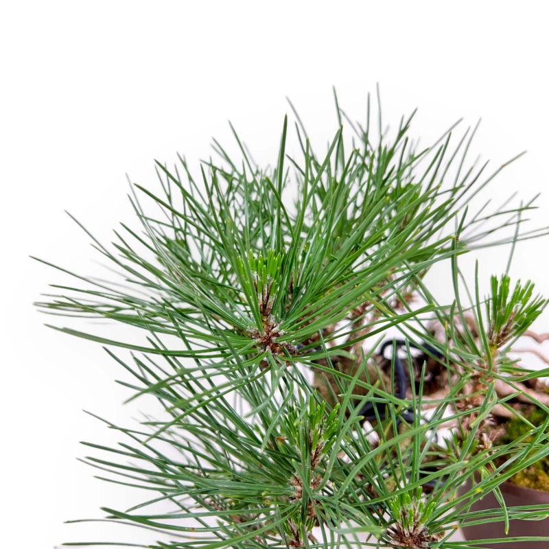 Pinus Thunbergii - Pino Nero - 21 cm