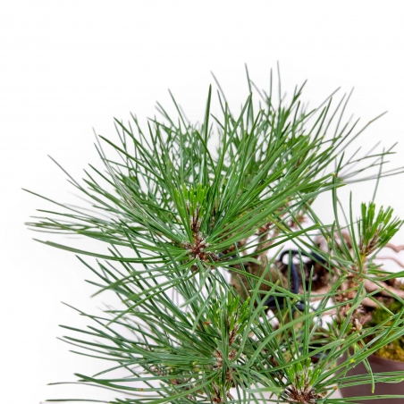 Pinus Thunbergii - Pino negro - 21 cm