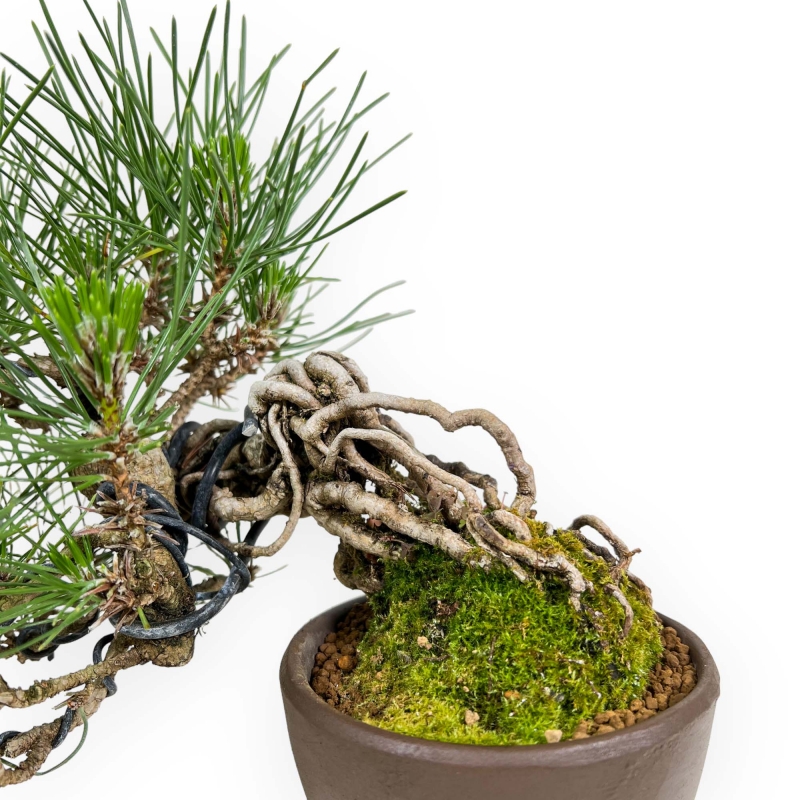 Pinus Thunbergii - Pino Nero - 21 cm