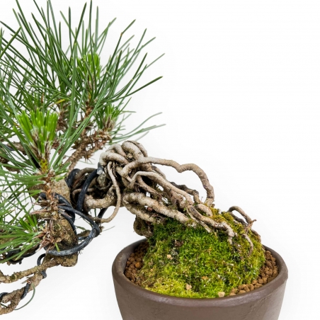 Pinus Thunbergii - Pino negro - 21 cm
