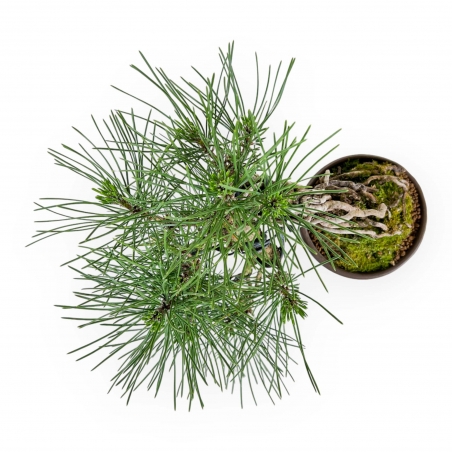 Pinus Thunbergii - Pino Nero - 21 cm