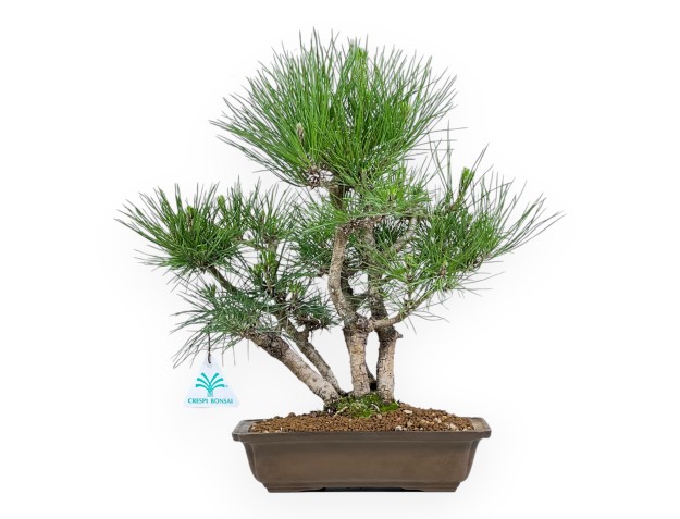 Pinus Thunbergii - Pino Nero - 38 cm