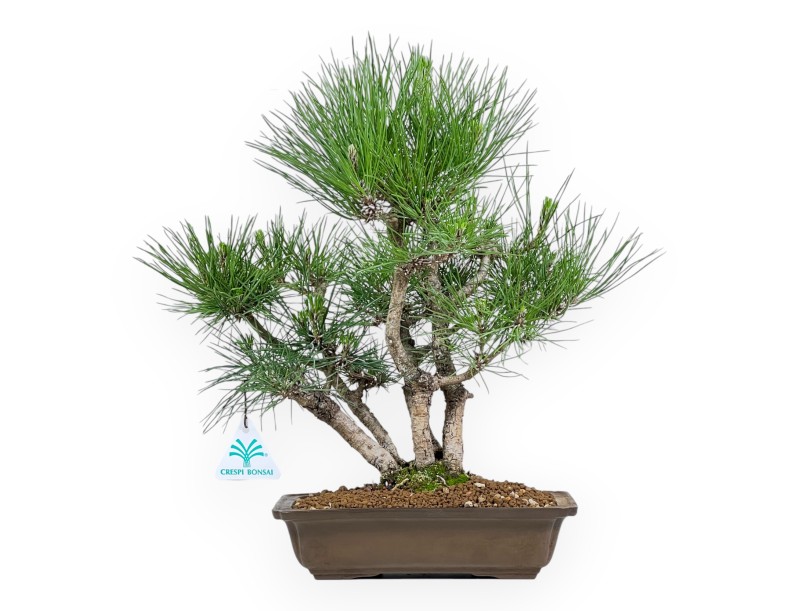 Pinus Thunbergii - Pino Nero - 38 cm