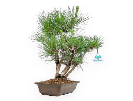 Pinus Thunbergii - Black Pine - 38 cm
