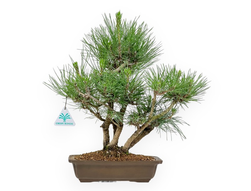 Pinus Thunbergii - Black Pine - 38 cm