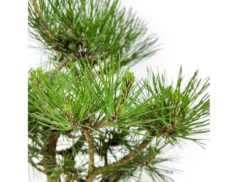 Pinus Thunbergii - Pino Nero - 38 cm