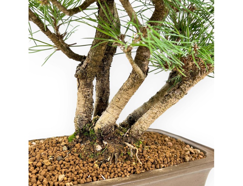Pinus Thunbergii - Black Pine - 38 cm