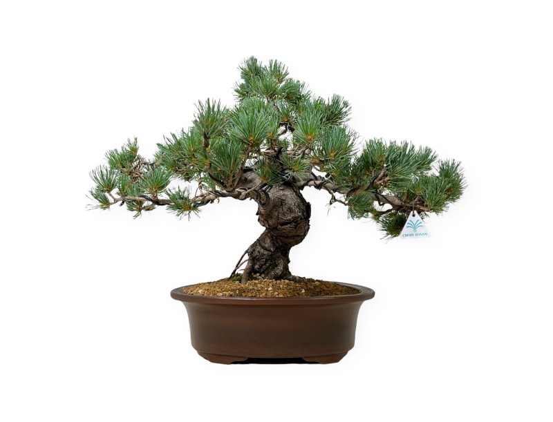 Pinus Pentaphylla - Kiefer - 44 cm