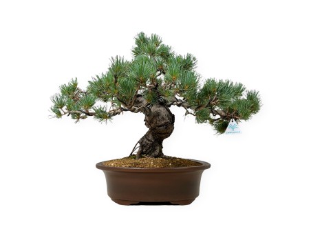 Pinus Pentaphylla - Pino - 44 cm