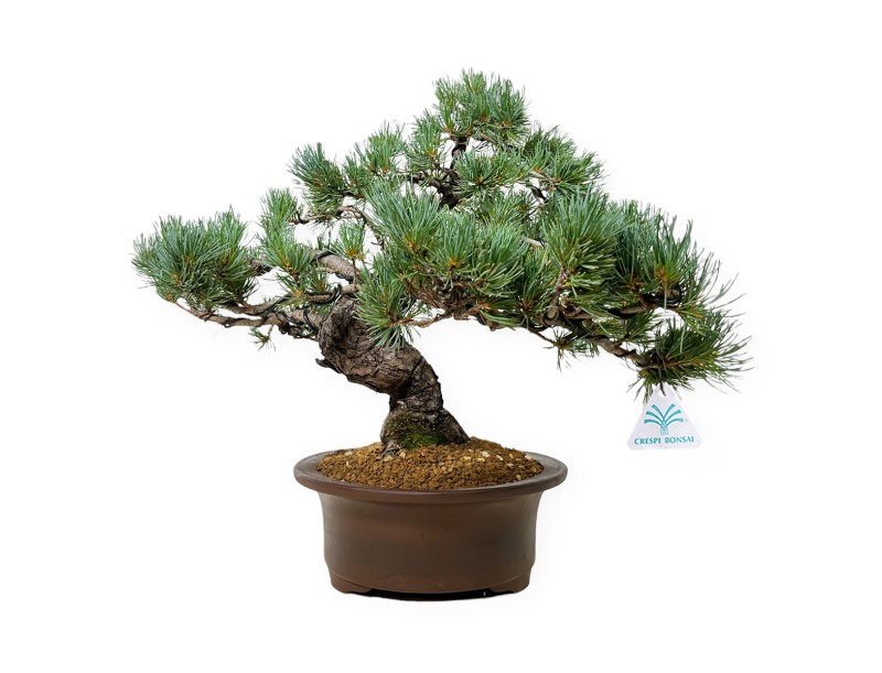 Pinus Pentaphylla - Den - 44 cm