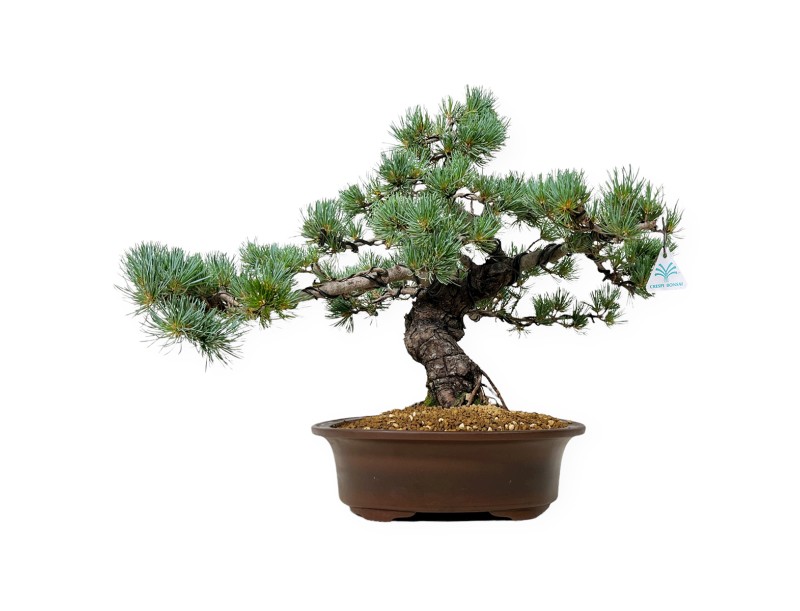 Pinus Pentaphylla - Den - 44 cm